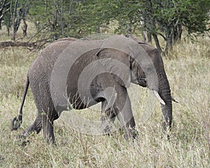 Sideview of an elephant with tusks walking in grass