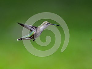 Sideview of a garden visitor known as the Ruby throated humming bird hovering with a deep green background