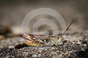 Sideview of a grasshopper on rock