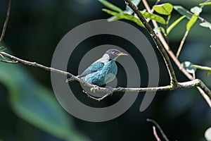 Green honeycreeper in light, Folha Seca, Brazil photo