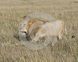 Sideview of large male lion walking through tall grass