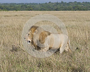 Sideview of large male lion walking through tall grass