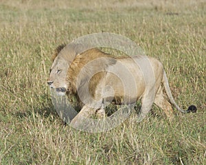 Sideview of large male lion walking through tall grass