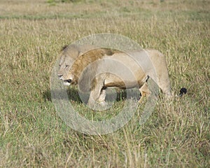 Sideview of large male lion walking through tall grass