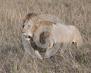 Sideview of large male lion walking through tall grass