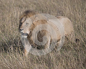 Sideview of large male lion walking through tall grass