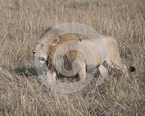 Sideview of large male lion walking through tall grass