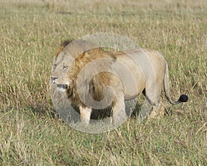 Sideview of large male lion walking through tall grass