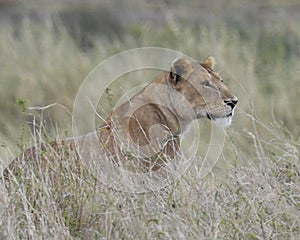 Sideview of lioness sitting in tall grass looking alertly ahead photo
