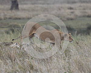 Sideview of lioness standing looking alertly ahead photo