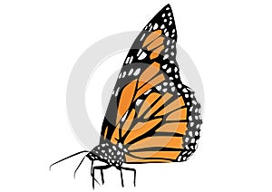 Sideview of Monarch Butterfly vector on whit background