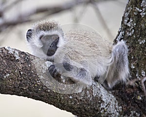 Sideview of one black-faced Vervet moneky sitting in a tree