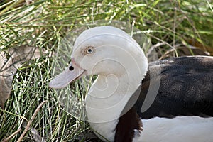 This is a sideview of a radjah shelduck