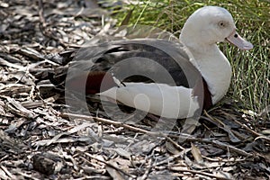 This is a sideview of a radjah shelduck