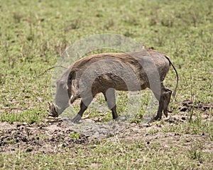 Sideview of s single warthog walking with head down