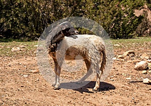 Sideview of a sheep in the High Atlas Mountains of Morocco.