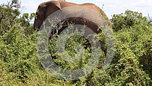 Sideview of single elephant wading through thicket. High green thorny bushes. Safari park, South Africa