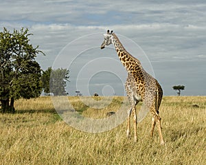 Sideview of single giraffe walking away in grass with blue cloudy sky in the background