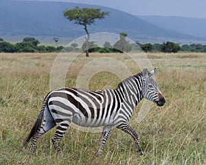 Sideview of single zebra walking in grass with head raised