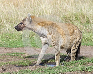 Sideview of spotted hyena urinating