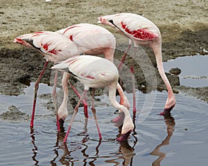 Sideview of three Flamingos standing in water with beaks down in the water photo