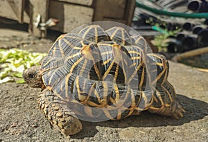 Sideview of Tortoises are reptile species of the family Testudinidae of the order Testudines