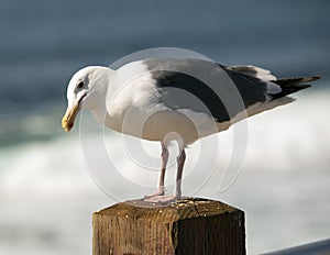 Sideview of a Western Gull standing on a post