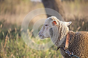 Sideview of white sheep face looking disinterested and bored. Dirty white sheep on a leash. Shallow depth of field. photo