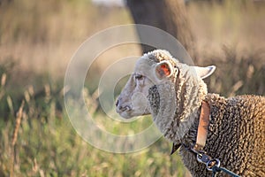 Sideview of white sheep face looking disinterested and bored. Dirty white sheep on a leash. Shallow depth of field.