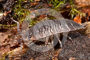 Sideview of a woodlouse