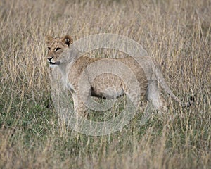 Sideview of young lioness standing in grass looking toward camera