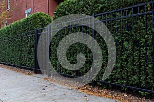 Sidewalk alongside a tall, black metal fence backed with evergreen hedge for privacy, fall season