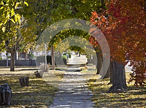 Sidewalk in Autumn