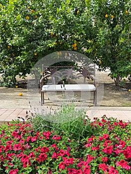 Sidewalk bench, flowers and a Lemon Tree