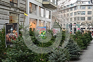 Sidewalk Christmas trees sale in the city center.