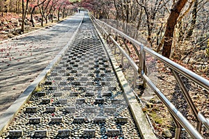 Sidewalk with concrete risers in mountain park