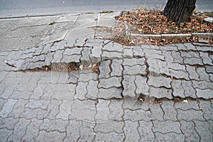 sidewalk damaged by tree roots in urban setting