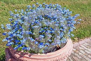 Sidewalk decorated with earthenware pot filled with blue flowers