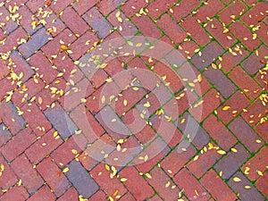 Sidewalk with fallen leaves