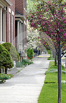 Sidewalk with Flowering Trees