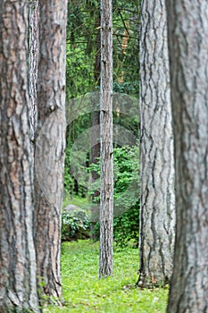 Sidewalk in forest .