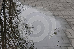 On the sidewalk, in a large puddle after rain, the surrounding nature is reflected.