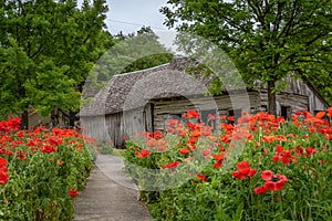 Sidewalk lined with clusters of vivid red poppies