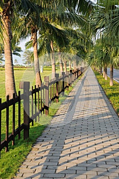 Sidewalk with palm trees.