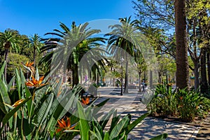 Sidewalk on the Paseo del Parque in Malaga, Spain with palm trees and Strelitzia flowers