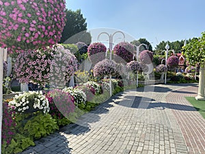 Sidewalk between plants and blooming flowers in Miracle garden, Dubai