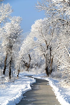 Sidewalk in the Snow