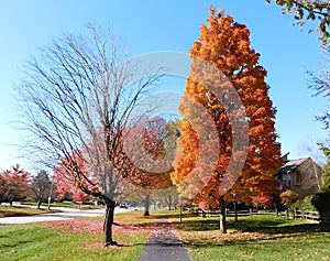 Sidewalk Of Suburb In Autumn, Blue Sky Background