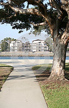 Sidewalk tree