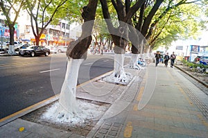 Sidewalk tree roots were painted white lime, safe over winter